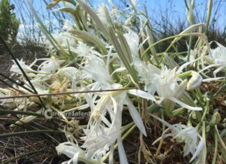 Flora e vegetazione del Salento: Gigli di mare