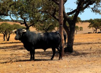 Le sue dita come stecchi di mandorlo. 2 – Il nonno Vincenzo