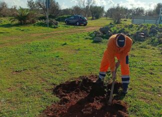 A Veglie domani adulti e bambini con i Carabinieri pianteranno 100 alberi