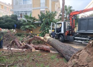 Lecce, nuovi abbattimenti di grossi alberi dopo il crollo in piazza Santa Rosa da Lima: operai della Lupiae in azione
