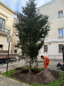 Lecce, un albero di abete per abbellire Piazzetta Panzera. L’assessore Scorrano: “Simbolo di speranza e rinascita dopo gli anni tristi” - Corriere Salentino