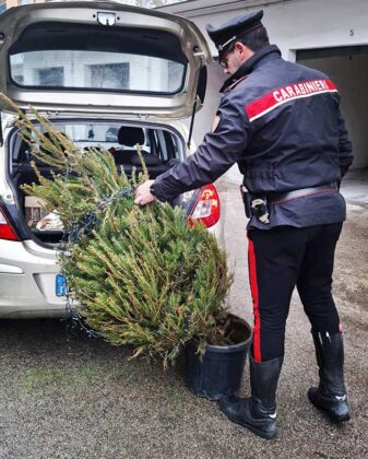 Rubano un albero di Natale in pieno centro, ma vengono subito intercettati dai carabinieri: quattro studenti nei guai - Corriere Salentino