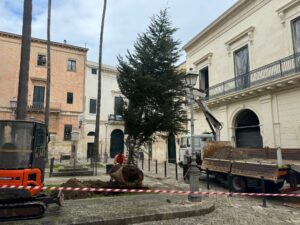 Lecce, un albero di abete per abbellire Piazzetta Panzera. L’assessore Scorrano: “Simbolo di speranza e rinascita dopo gli anni tristi” - Corriere Salentino