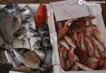 sulle tavole dei pugliesi cresce il consumo di pesce, ma vince ancora il prodotto importato Attualità - Corriere Salentino