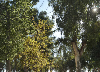 Arriva la Befana, evento benefico a Salice Salentino