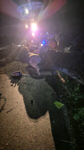 Cade un grosso pino sulla strada Borgo Piave-Frigole: a Lecce ancora problemi con le alberature. Intervento tempestivo della Lupiae - Corriere Salentino