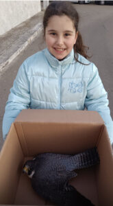 Trova nel suo giardino un esemplare di falco pellegrino, una bambina di dieci anni lo affida alle cure del centro faunistico di Calimera - Corriere Salentino