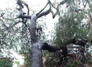 Lecce, collassano 6 grossi alberi in 24 ore: 2 questa mattina. A Frigole decine di famiglie senz’acqua: il pino ha rotto la conduttura