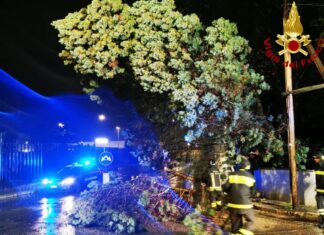 Il maltempo non dà tregua: notte di interventi per i vigili del fuoco, cadono altri quattro alberi