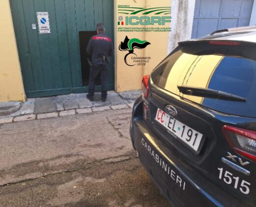 Olio contraffatto venduto come extravergine: sequestrati 2200 litri. Scattano due denunce - Corriere Salentino