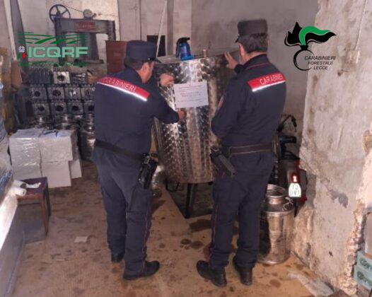 Olio contraffatto venduto come extravergine: sequestrati 2200 litri. Scattano due denunce - Corriere Salentino