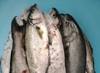 Scoperti a praticare pesca a strappo: sequestrati 20 kg di pesce serra. Multe per 4200 euro a Otranto