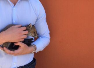 Ritorna il servizio di recupero e trasporto degli animali selvatici feriti o malati nel territorio comunale