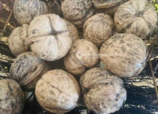 Scatta l’obbligo dell’indicazione d’origine della frutta secca sgusciata