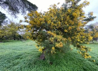 Mimose e mandorli già in fiore in Puglia, natura in tilt con la finta primavera