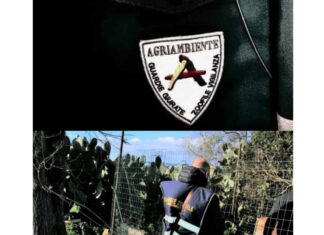 Scoperto un rifugio abusivo di cani: 17 presenti, 11 ceduti senza comunicare all’Asl