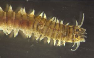 Scoperta una nuova specie di anellide marino: si chiamerà come un professore di Unisalento - Corriere Salentino