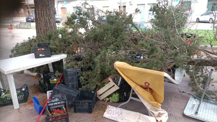 Crolla un albero sul mercatino di Piazza Ludovico Ariosto, sul posto una squadra della Lupiae per intervenire anche su altri pini a rischio crollo - Corriere Salentino
