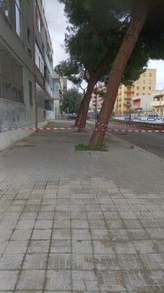 Crolla un albero sul mercatino di Piazza Ludovico Ariosto, sul posto una squadra della Lupiae per intervenire anche su altri pini a rischio crollo - Corriere Salentino