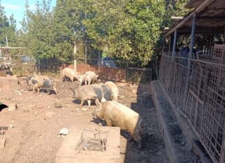 Suini allevati tra deiezioni e rifiuti, il sospetto della macellazione clandestina: scoperto allevamento abusivo