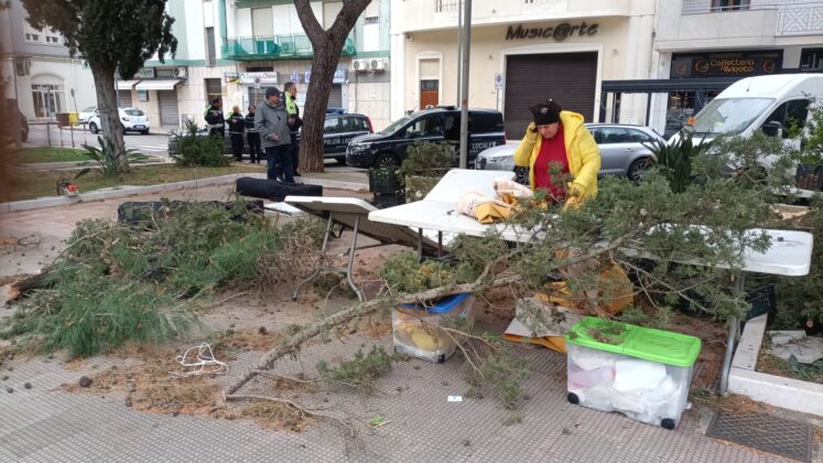 Crolla un albero sul mercatino di Piazza Ludovico Ariosto, sul posto una squadra della Lupiae per intervenire anche su altri pini a rischio crollo - Corriere Salentino