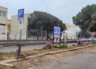 La protesta: “Nessun albero sano deve essere tagliato in città”
