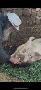 La difficile amicizia tra un maiale e il re della mortadella (che finisce male): l’esilarante storia domani sera su Telerama, al The Royal show - Corriere Salentino