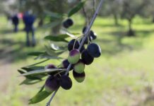 Salute - Corriere Salentino