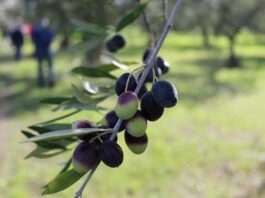 cucina: usare bene l’olio extravergine significa valorizzare ogni piatto Enogastronomia - Corriere Salentino
