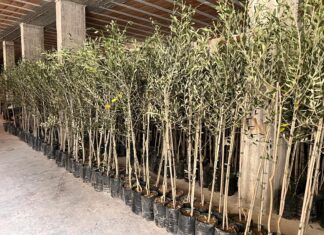 A Carmiano 1190 nuovi ulivi grazie al progetto “Piantiamoli!”. Erroi: “Il nostro è un esempio importante per ripopolare le campagne”