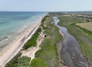 Il ruolo delle dune costiere, assessora Triggiani: “Patrimonio geobiodiverso e volàno di sviluppo costiero e turistico da tutelare”