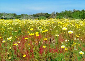 Collegio dei docenti presso “Le Cesine” per l’istituto Armando Diaz di Vernole e Castrì di Lecce