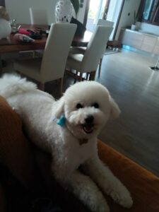 Colpo d'arma da fuoco: Leo, il cane amico di tutti ucciso a pochi metri da casa - Corriere Salentino