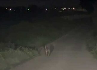 Lupo solitario passeggia in via Rocco Scotellaro a Lecce