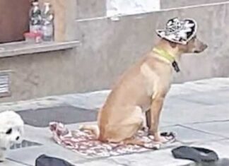 Cucciolo costretto a restare immobile dal clochard a Lecce. Aidaa scrive al sindaco Poli Bortone: “Lo sequestri subito”