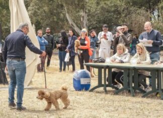 Gallipoli: torna “Amici a 4 zampe”: escursioni, passeggiate e visite veterinarie per gli amici pelosi