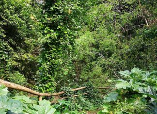 Domenica 4 maggio una visita speciale della Foresta Urbana di Lecce