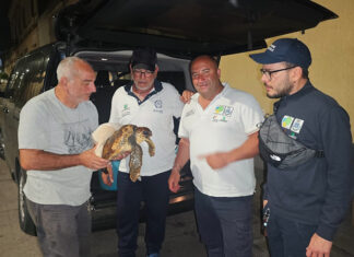 Giovane Caretta caretta ferita, messa in salvo a Porto Cesareo