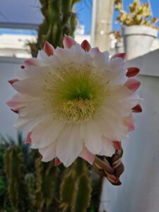 Salute e Benessere. Rinascere tra foglie e fiori. Coltivare benessere: la Garden Therapy - Corriere Salentino