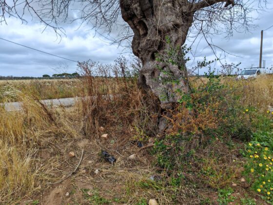 Tragico schianto nella notte tra Surbo e Torre Rinalda: perde la vita un 23enne di Trepuzzi - Corriere Salentino