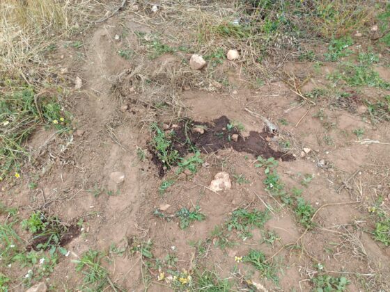 Tragico schianto nella notte tra Surbo e Torre Rinalda: perde la vita un 23enne di Trepuzzi - Corriere Salentino