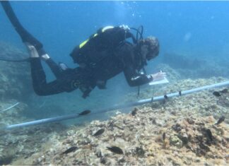 Allarme per il riccio di mare: uno studio internazionale documenta il collasso nel Mediterraneo