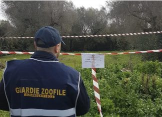 Macellano clandestinamente una capra: denunciata una coppia a Tricase