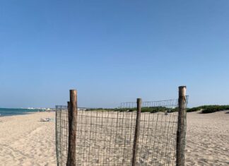 Boom di nidi di tartaruga nel Salento: già tre prima dell’estate