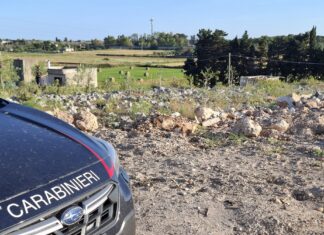 Lavori abusivi su terreno vincolato: sequestrata piantagione di ulivi