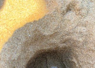 Primo nido nel Salento: le tartarughe marine tornano sulle spiagge salentine per deporre il loro “tesoro”