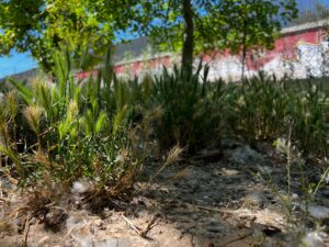 Allarme verde pubblico, in commissione controllo la richiesta di interventi urgenti. Ufficio Ambiente con poco personale: Agave, mani legate senza consegna - Corriere Salentino