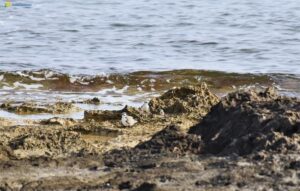 Picco di nidificazioni di fratino a Torre Guaceto, la specie a rischio di estinzione prolifica in riserva - Corriere Salentino