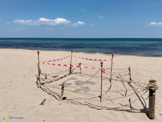 Scoperto nido di tartaruga marina: il personale di Torre Guaceto sul campo - Corriere Salentino