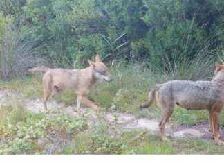 “The boss is back in town”: “certificati” dalla rivista internazionale “Animals” i primi dati scientifici sul Lupo nel Salento emersi dal Monitoraggio della provincia di Lecce